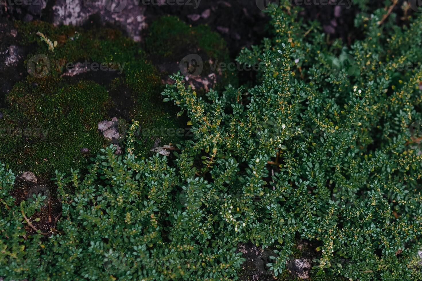 un' sfondo di verde muschio. muschio verde erba. parete di naturale verde muschio foto