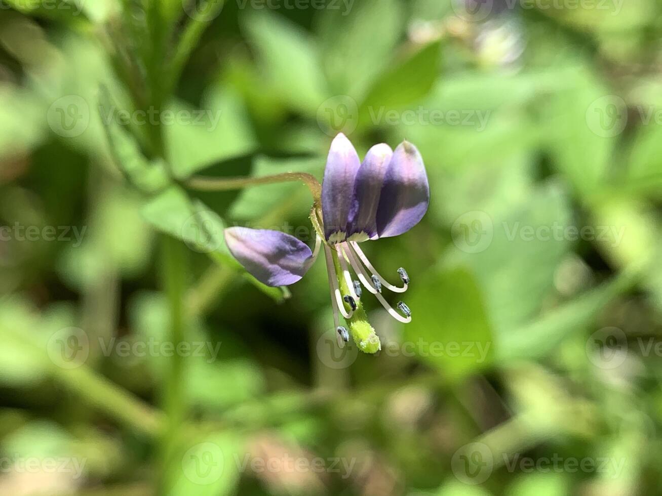 un' piccolo viola fiore con verde le foglie foto