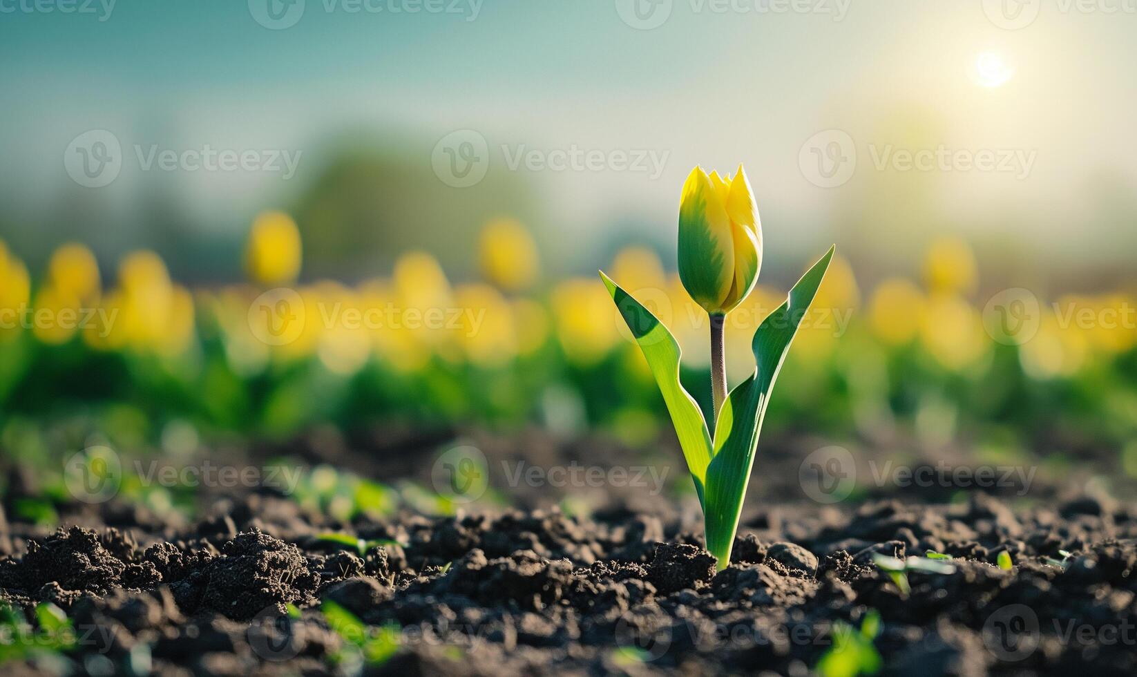 solitario tulipano germoglio nel illuminata dal sole campo - primavera crescita foto