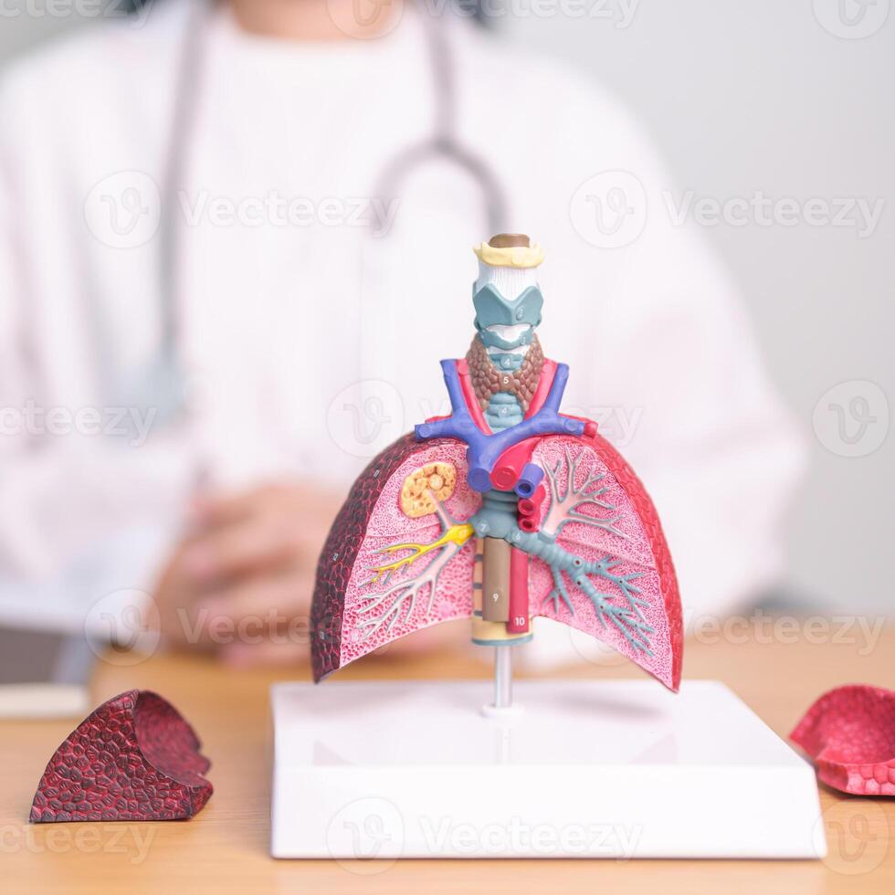 medico con fumatore e normale polmone anatomia per patologia. polmone cancro, asma, cronico ostruttivo polmonare o BPCO, bronchite, enfisema, cistica fibrosi, bronchiectasie, polmonite e mondo polmone giorno foto