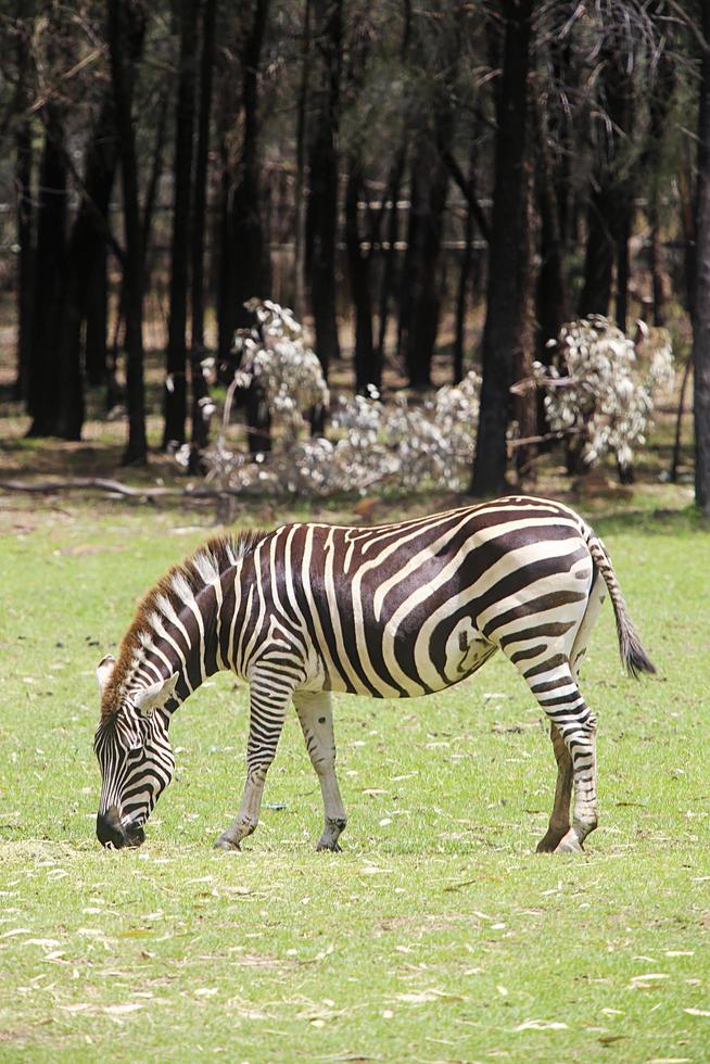 dubbo, australia, 4 gennaio 2017 - zebra delle pianure dallo zoo di taronga a sydney. questo zoo cittadino è stato aperto nel 1916 e ora ha più di 4000 animali foto