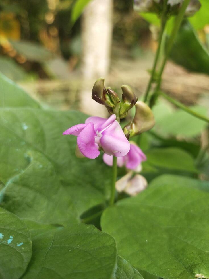 vicino su rosa colore Lima fagiolo fiore e verde, bellissimo giacinto fagiolo verdura pianta. foto