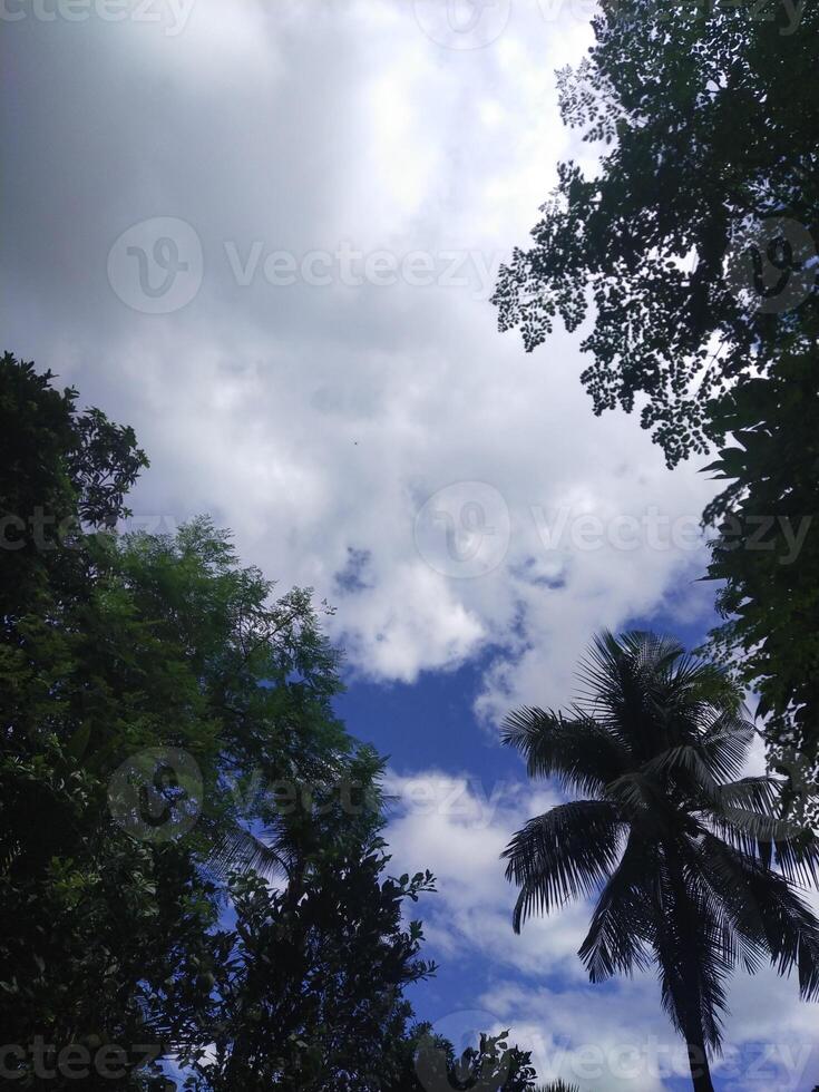 alberi con blu cielo e bianca nuvole foto