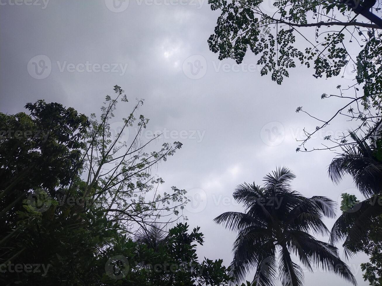 alberi con blu cielo e bianca nuvole per sfondo. estate vacanza concetto. foto