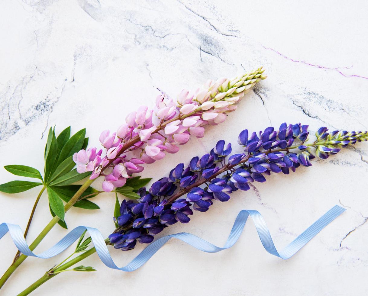 bordo di fiori di lupino rosa e viola foto