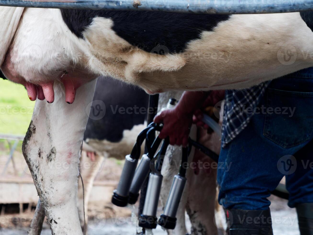 processi di mungitura il mucche. latteria mucca mungitura, mungitura routine. foto