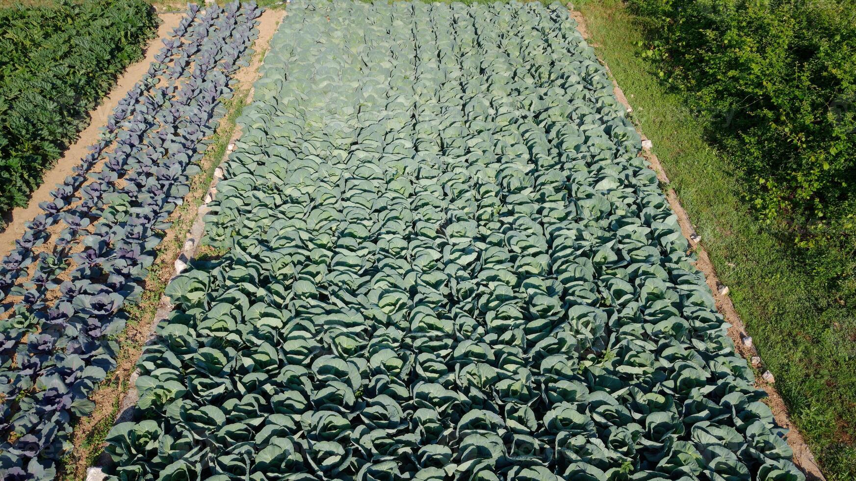 cavolo piantagione. biologico e salutare cibo. foto