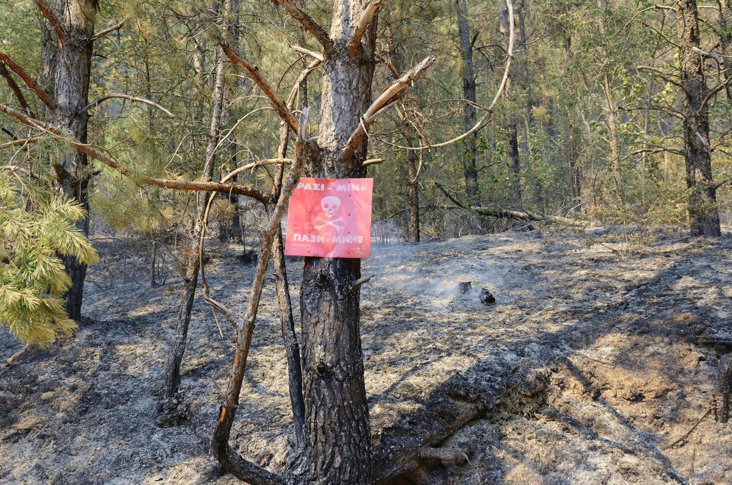 rosso il mio cartello votazione il bordo di un' conosciuto campo minato nel il foresta. Pericolo mine. conseguenze di guerra. cicatrici di armato conflitto. foto