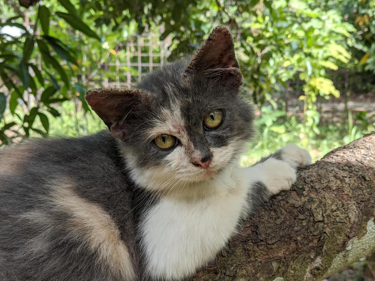 avvicinamento di bellezza femmina gatto su il albero a il giardino foto