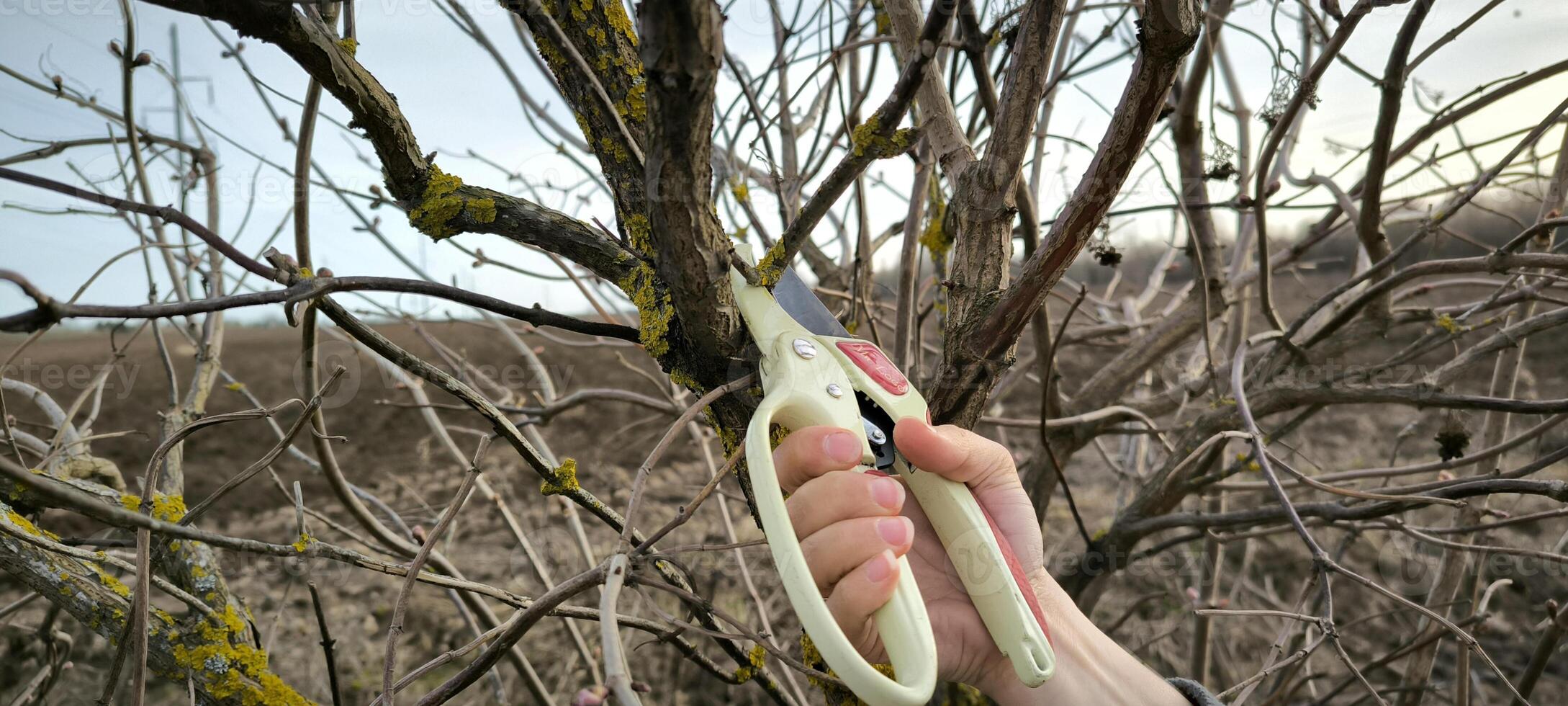 giardiniere taglio Rifinitura albero cespuglio Mela albero rami agricoltura primavera Lavorando all'aperto ecologico agricoltura donna duri rustico verdura impianti botanica foto