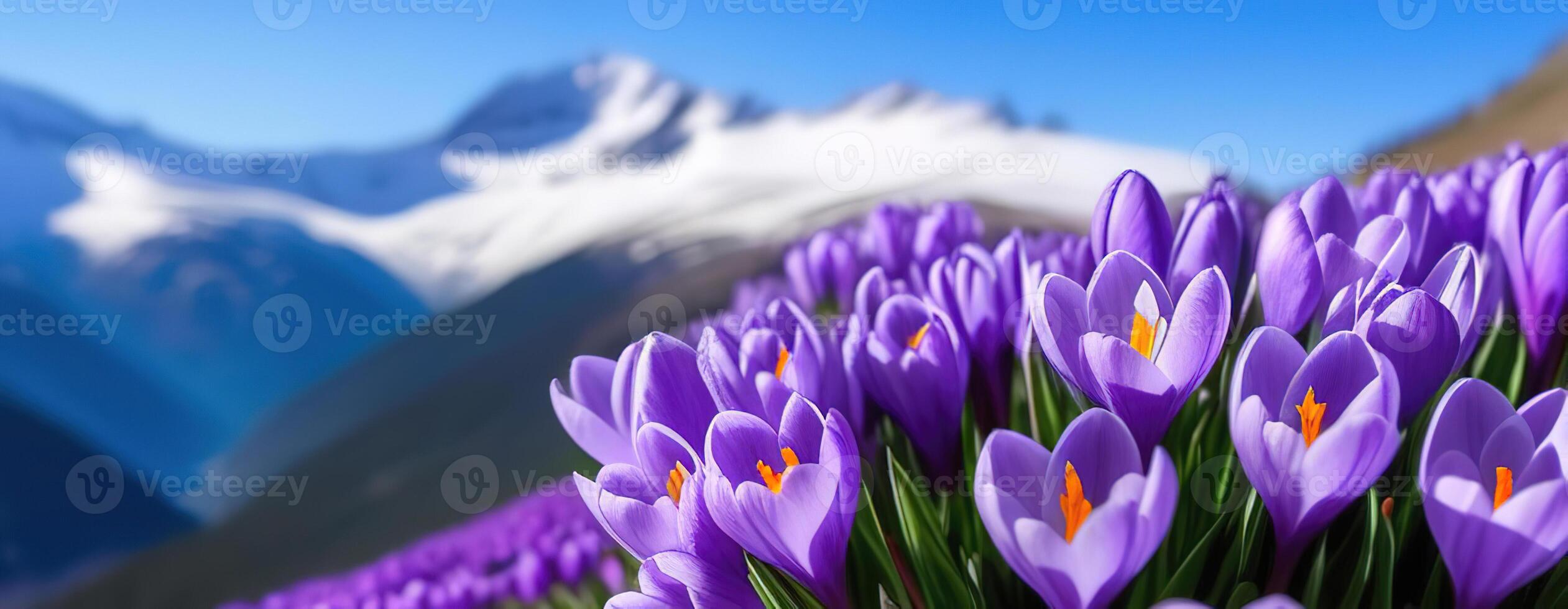 primavera bandiera viola croco fiori nel montagne bucaneve presto primavera copia spazio marzo aprile botanica impianti fresco viaggio vacanza valle foto