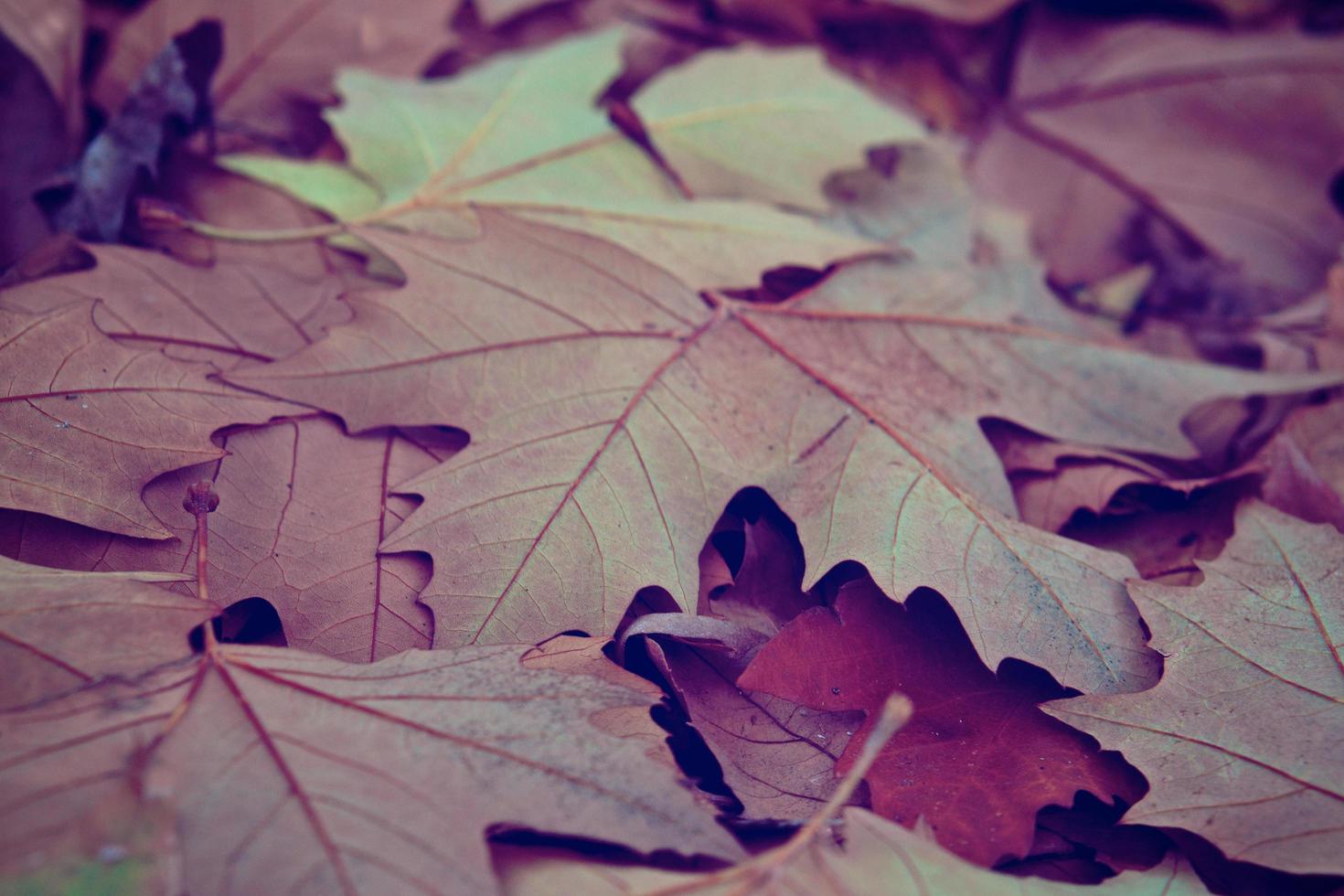 foglia d'autunno foto