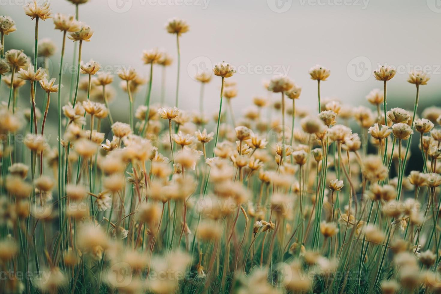 piccoli fiori selvatici foto