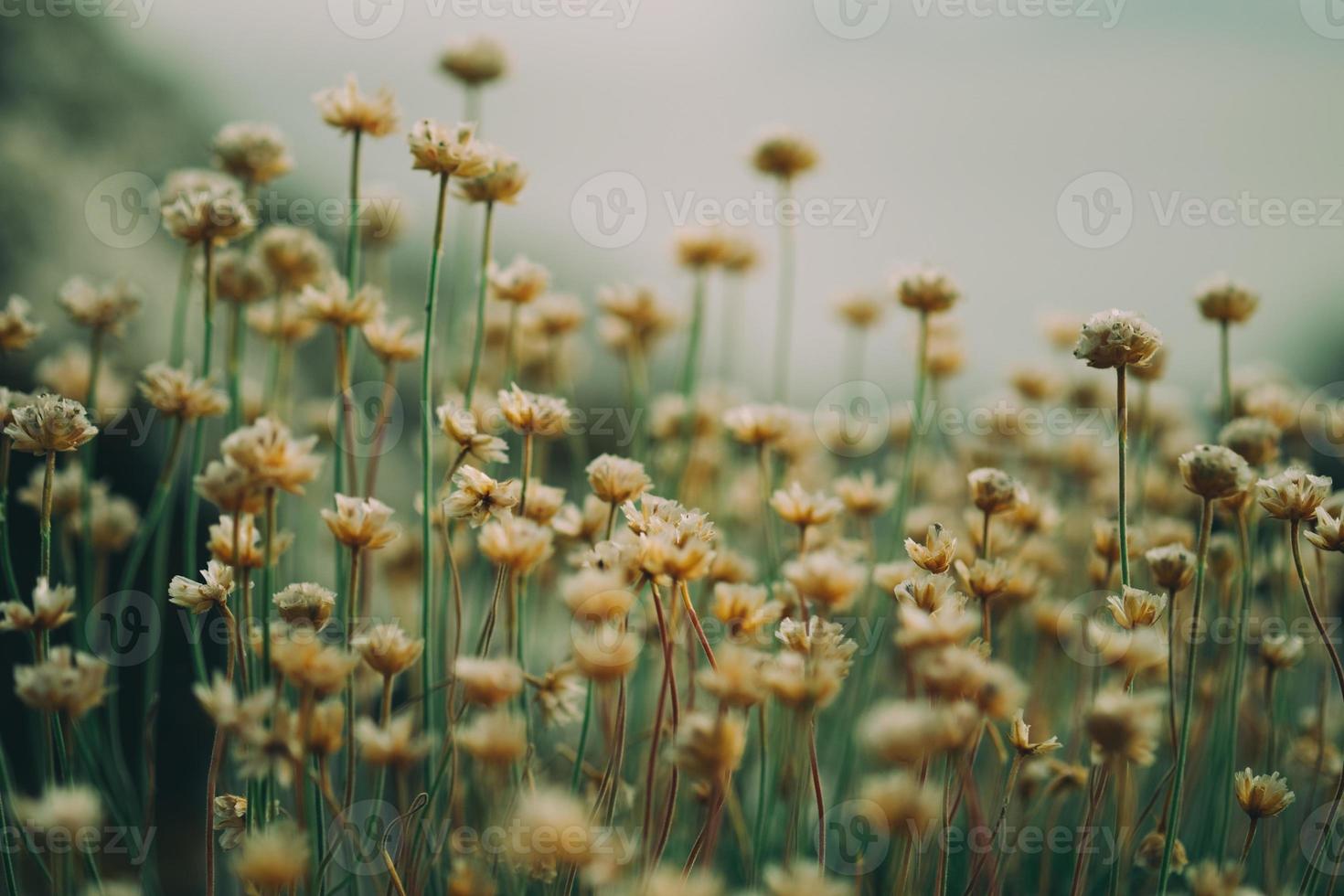 piccoli fiori selvatici foto