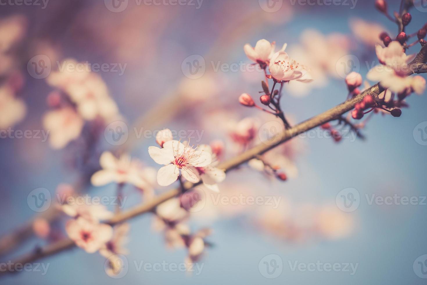 fiori del festival di sakura foto