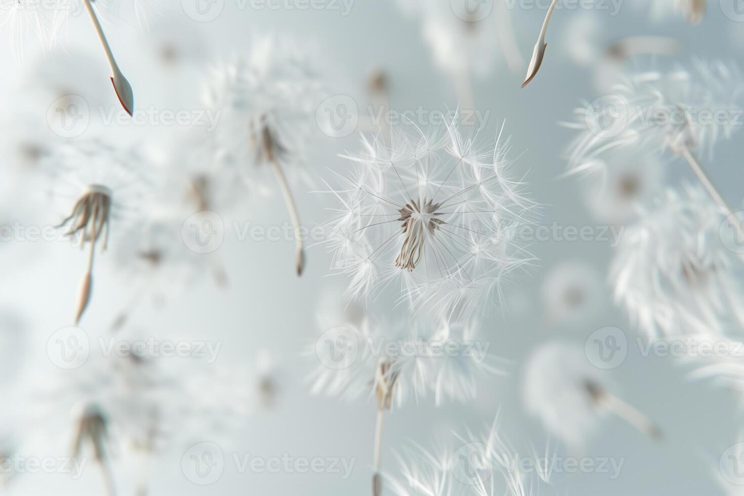 astratto sfondo salvaschermo avvicinamento di dente di leone fiore e suo semi foto