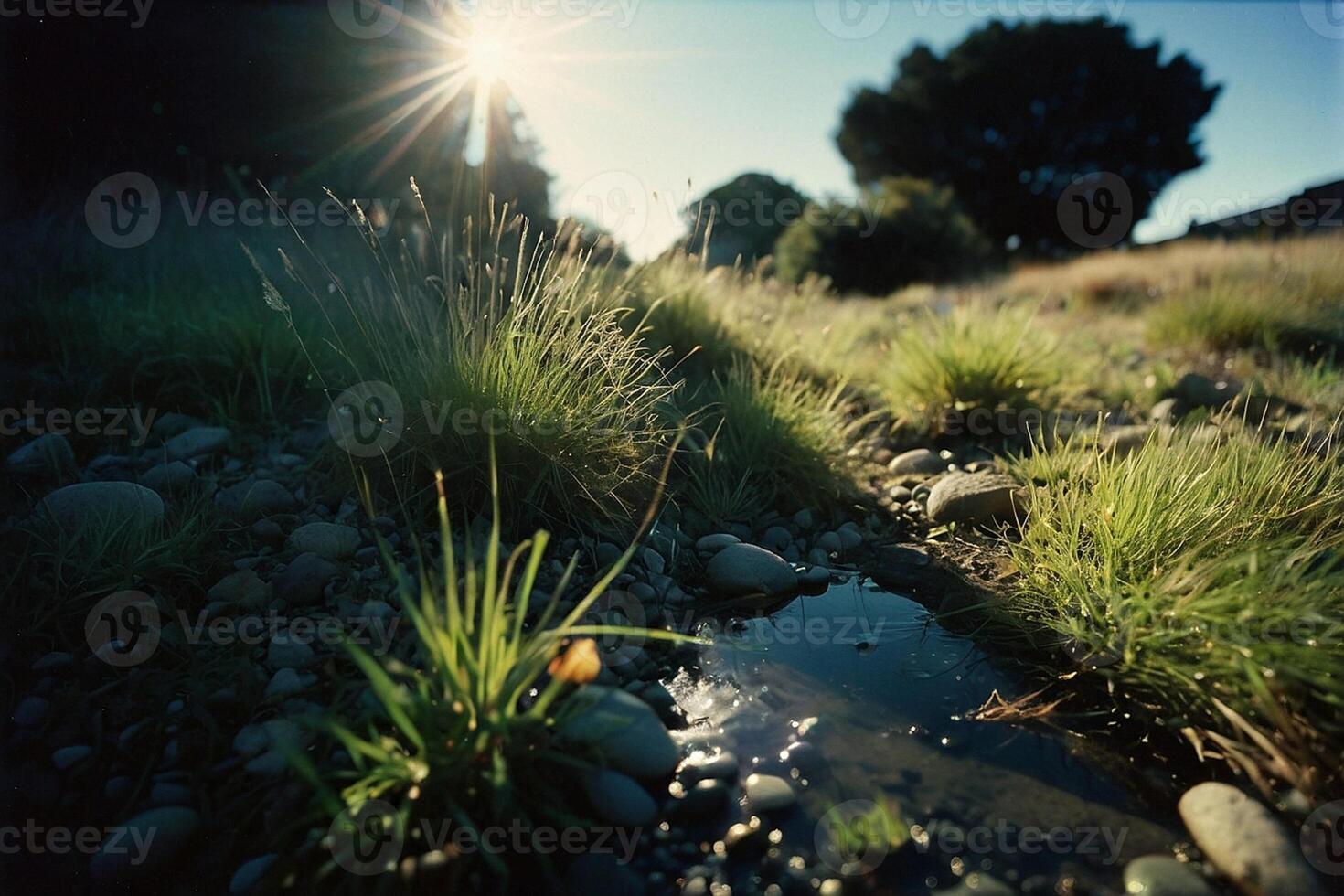 un' erboso la zona con acqua e rocce foto