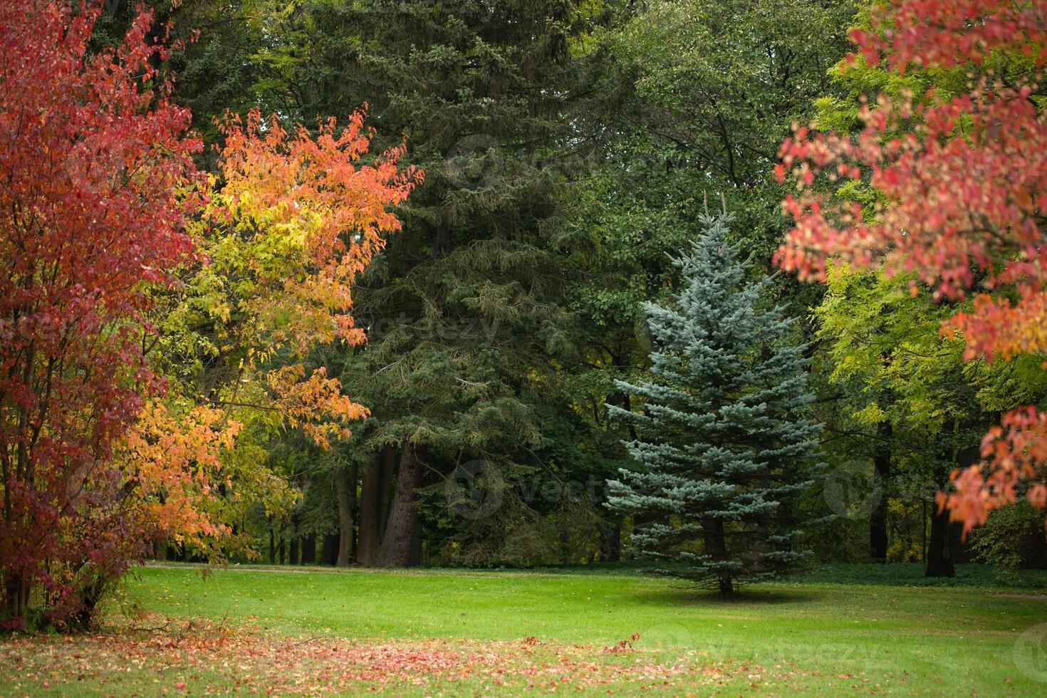 animali selvatici, bellissimo alberi nel autunno parco, colorato paesaggio foto