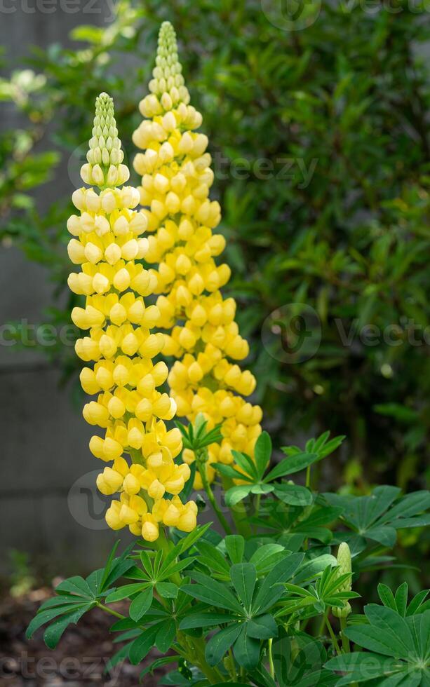 giardino lupino, lupinus polifillo foto