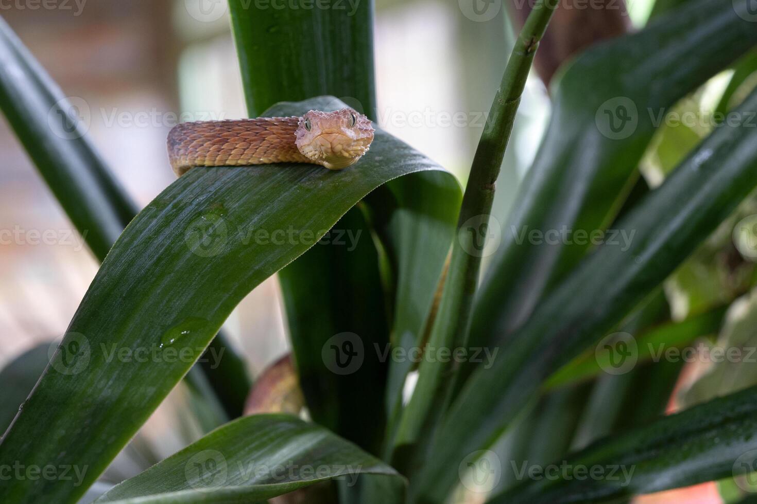 foglia vipera, atheris squamigera foto