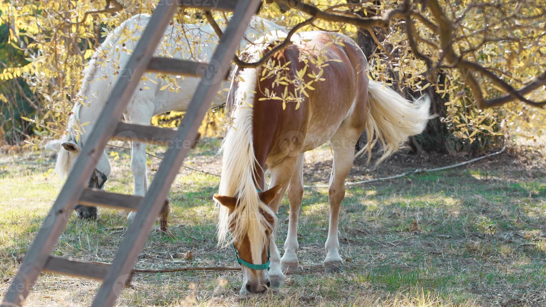 Due domestico cavalli rilassante un mangiare nel un' campo nel campagna nel sardegna foto