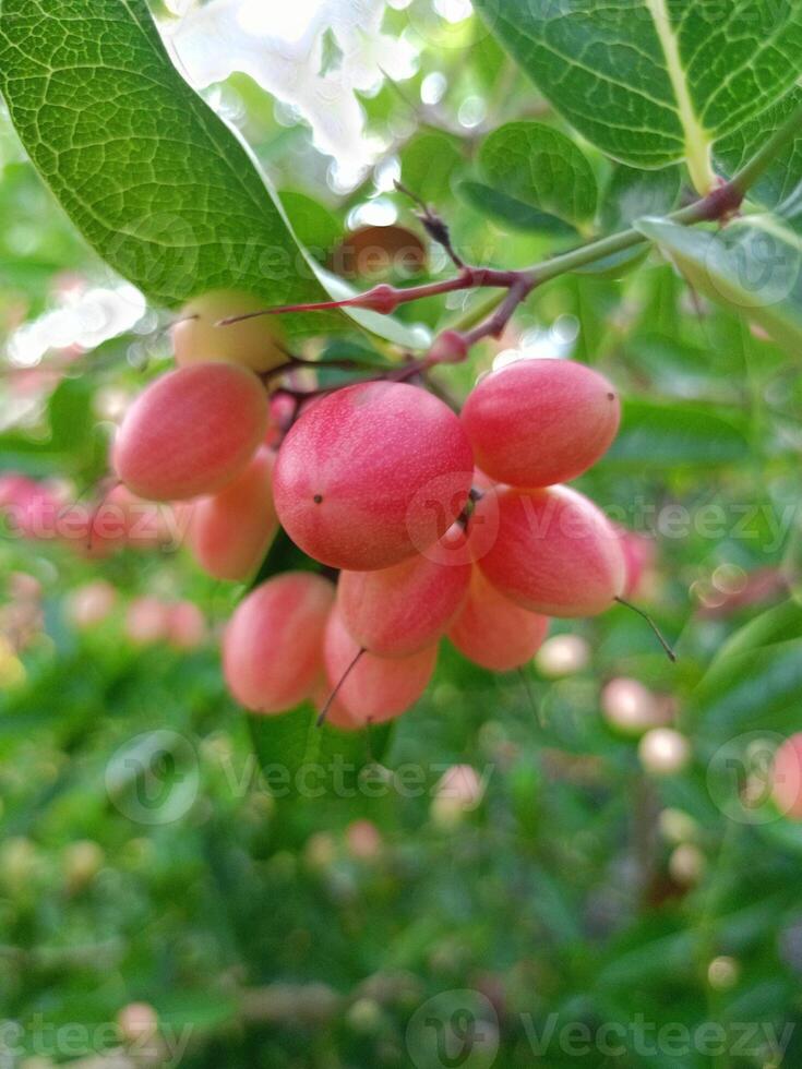 frutta con vitamina c benefici nel tailandese giardini foto