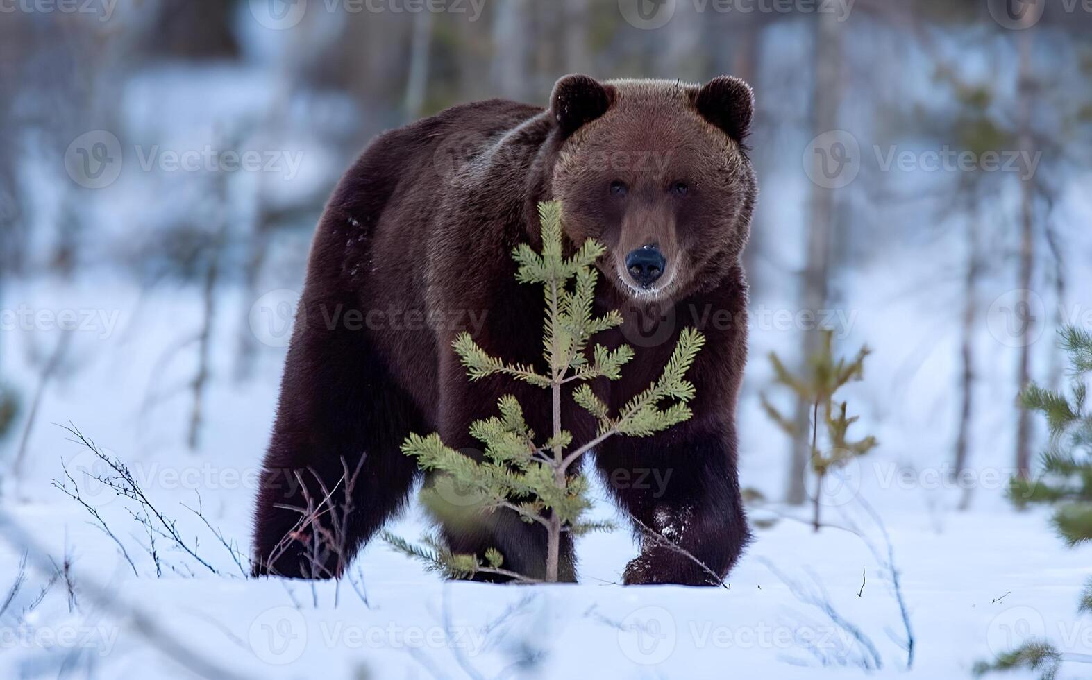 immagine di un' grande Marrone orso foto