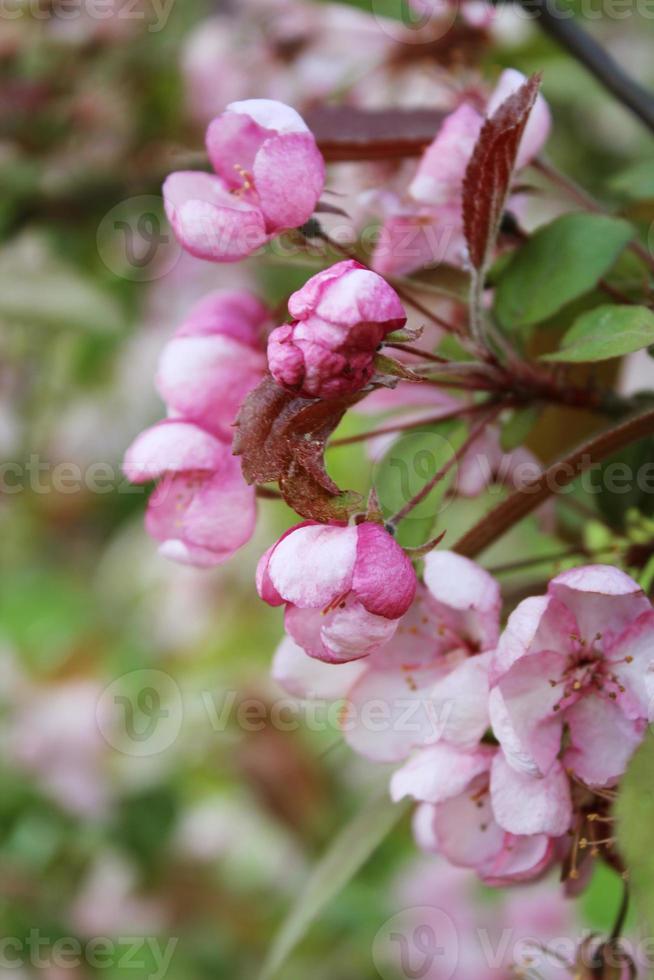 boccioli rosa di ciliegio in fiore. ramo di sakura foto