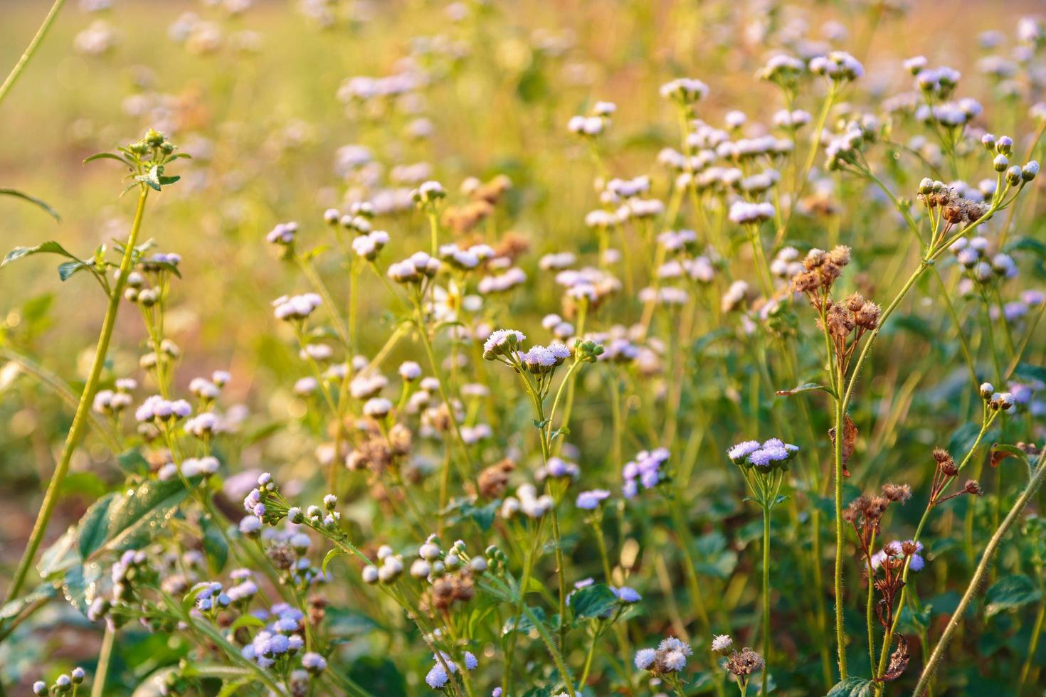 sfondo di fiori primaverili. bellissima scena della natura con fioritura foto