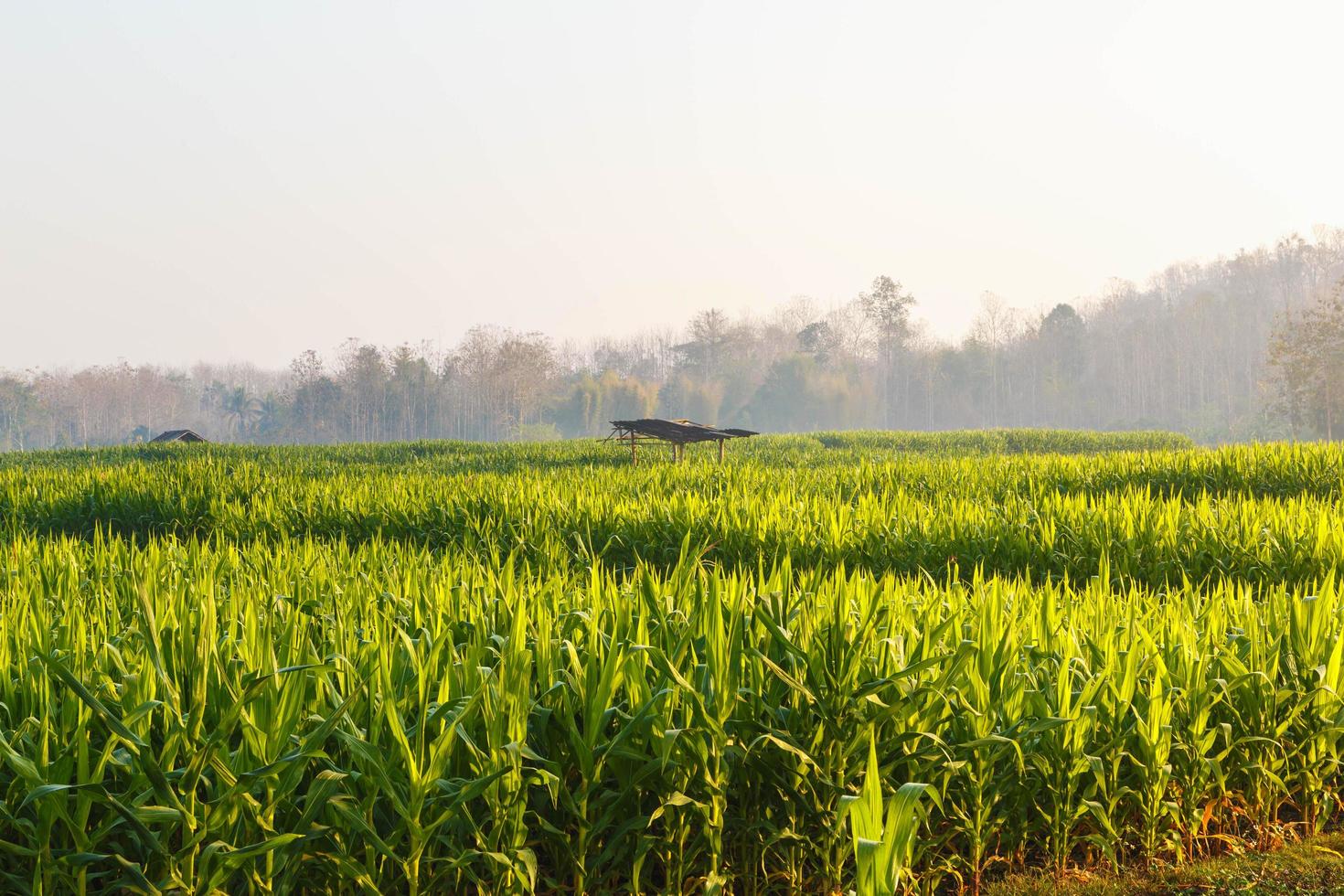 bella mattina il campo di grano foto