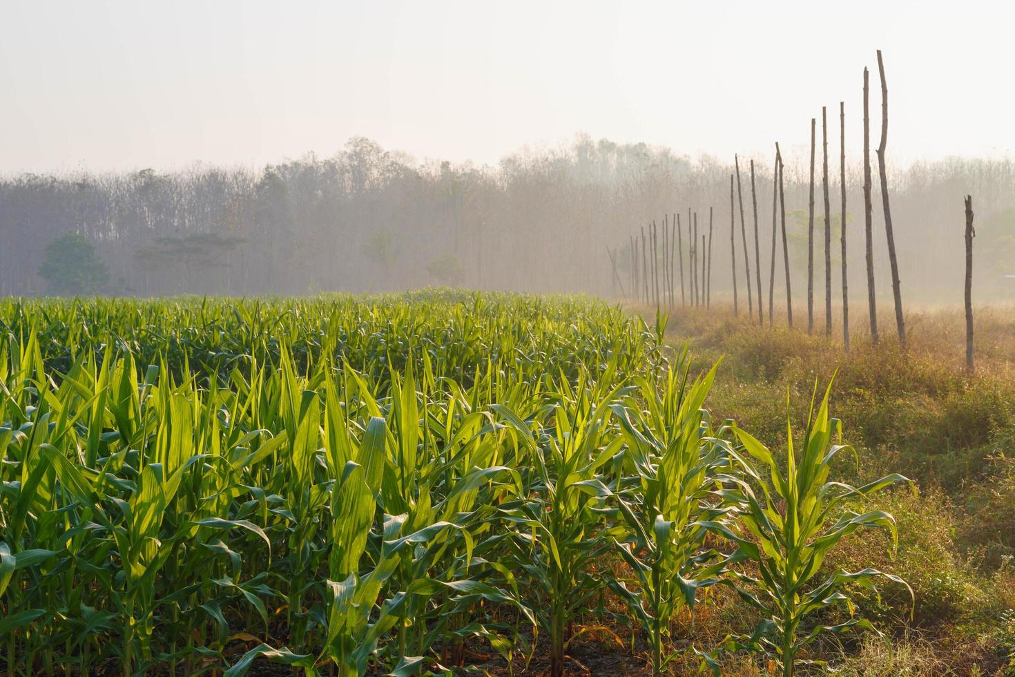 bella mattina il campo di grano foto