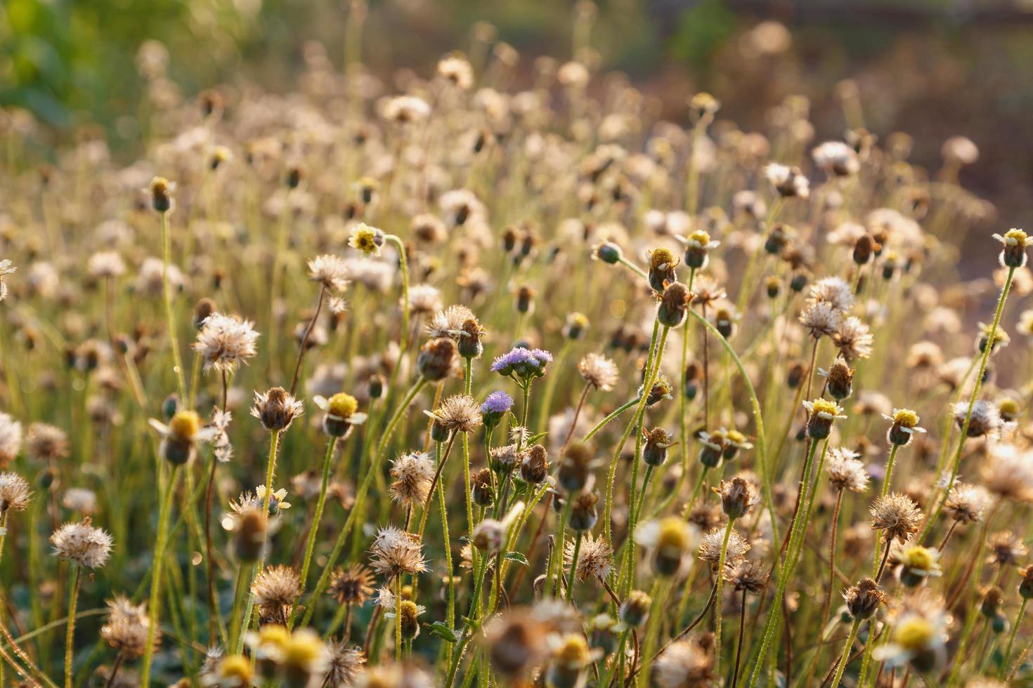 sfondo di fiori primaverili. bellissima scena della natura con fioritura foto