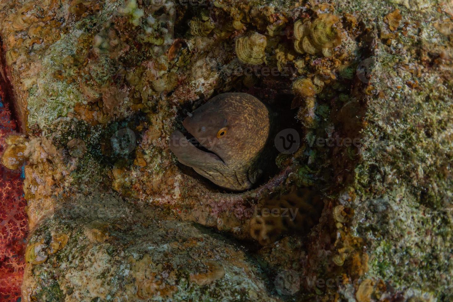 murena mooray lycodontis undulatus nel mar rosso, eilat israele foto