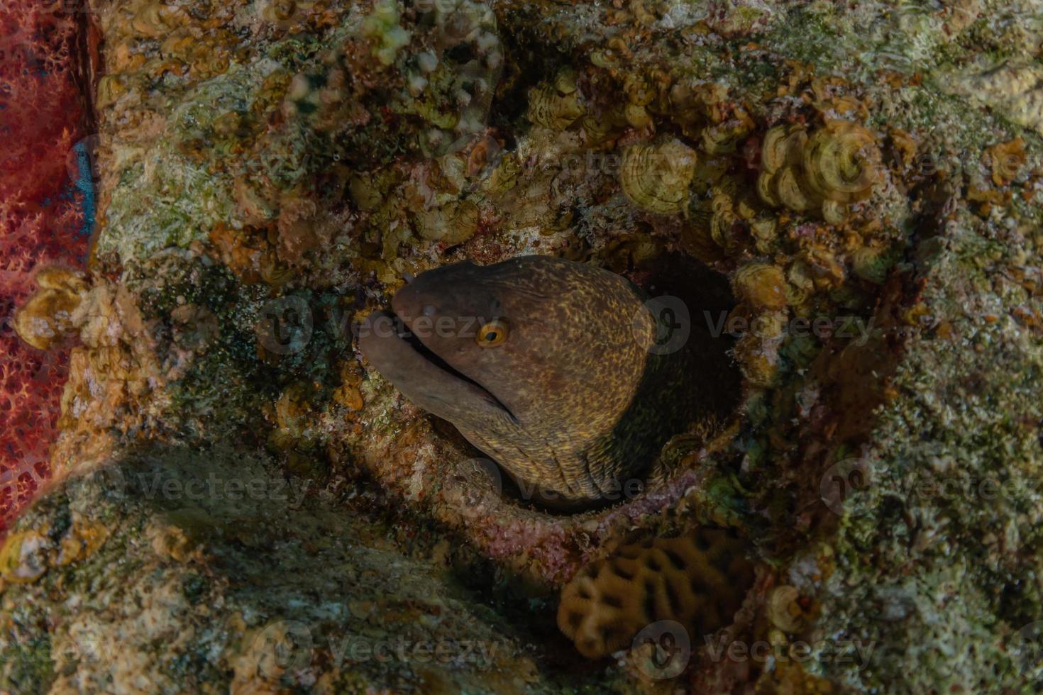 murena mooray lycodontis undulatus nel mar rosso, eilat israele foto