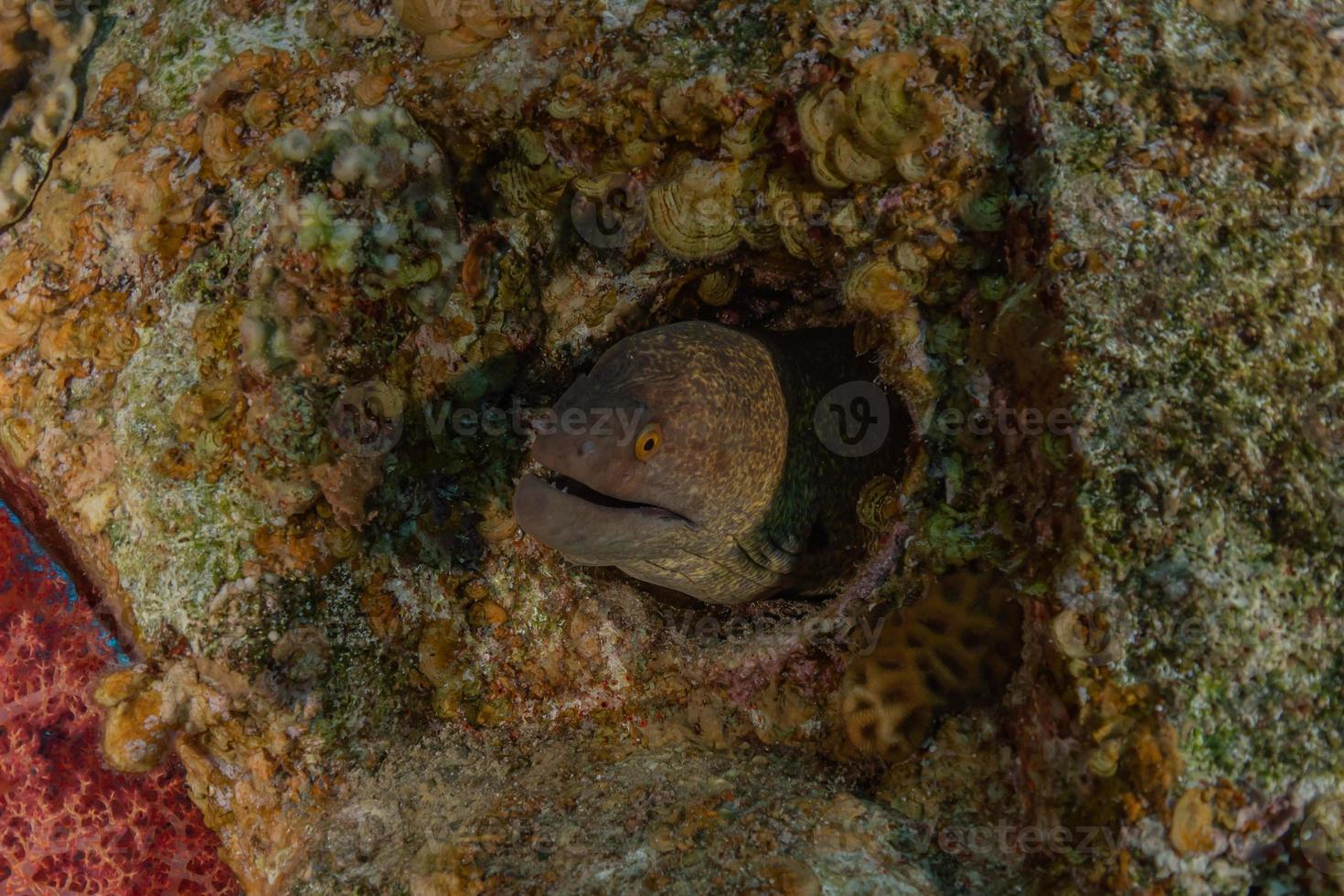 murena mooray lycodontis undulatus nel mar rosso, eilat israele foto