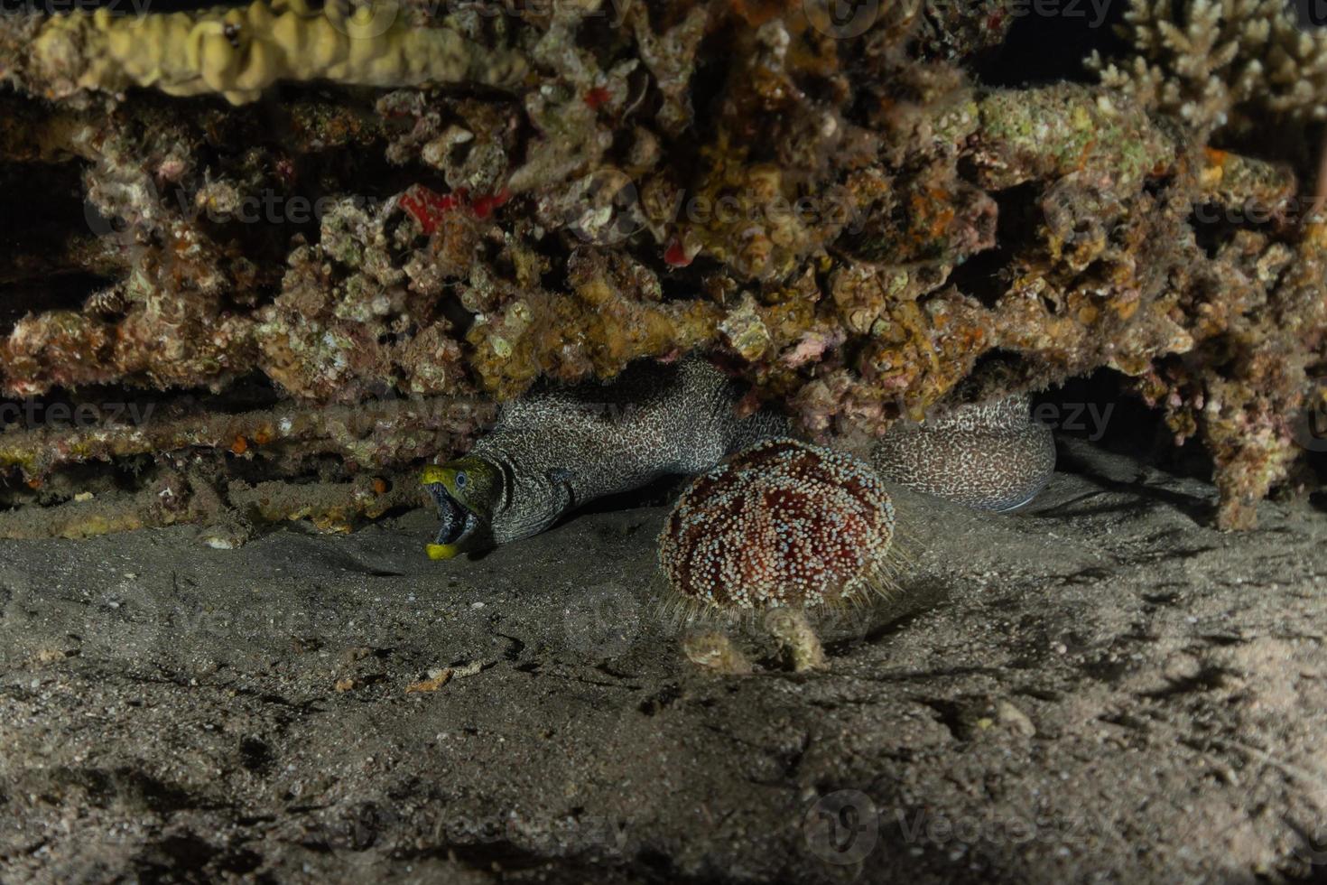 murena mooray lycodontis undulatus nel mar rosso, eilat israele foto