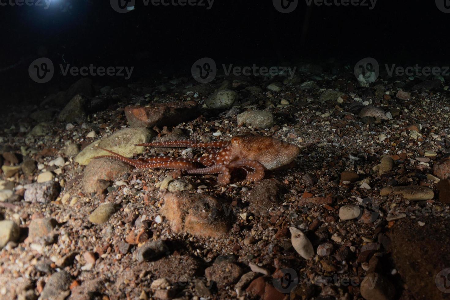 polpo re del camuffamento nel mar rosso, eilat israele foto