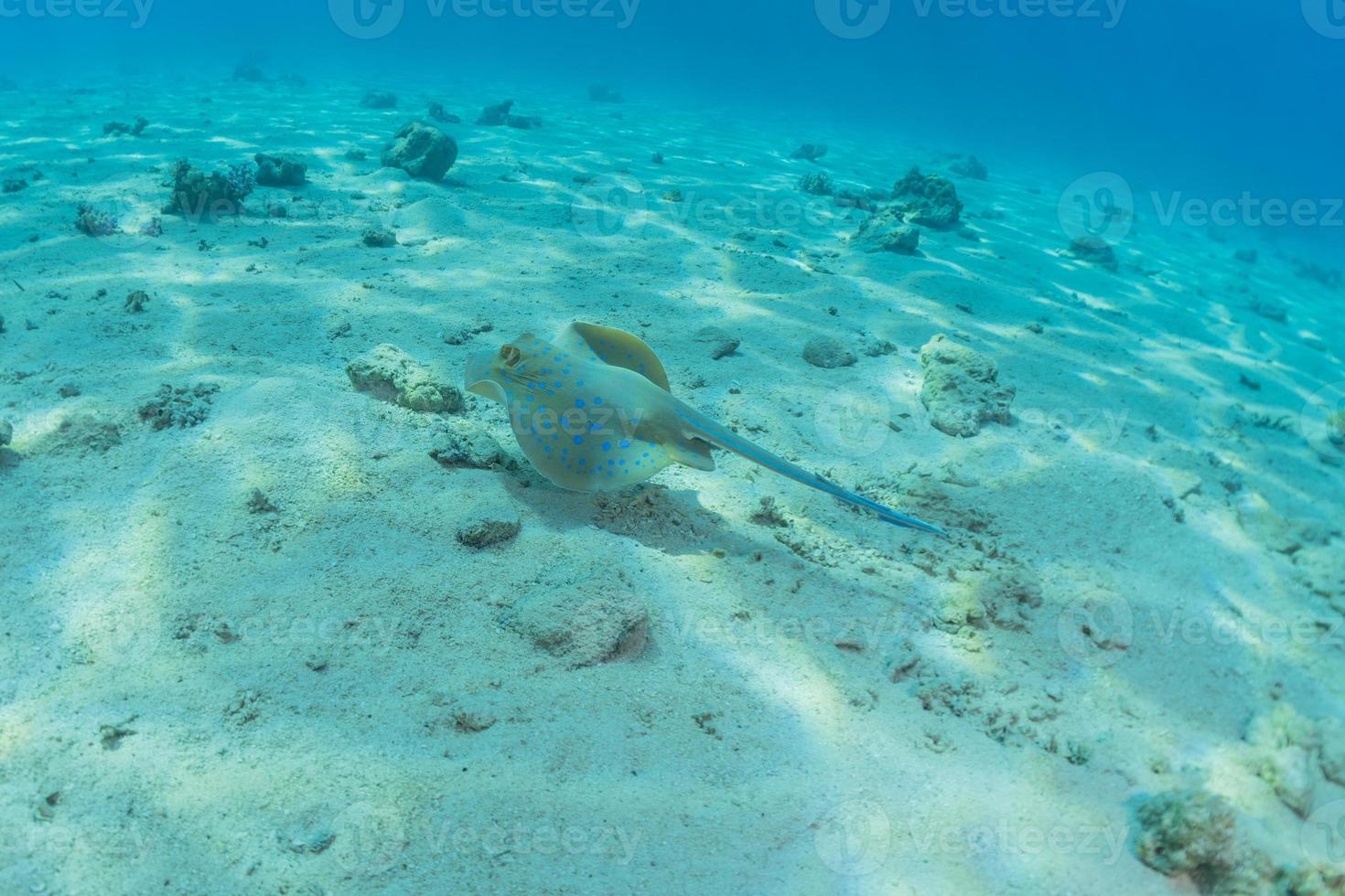 pastinaca maculata blu sul fondale del mar rosso foto