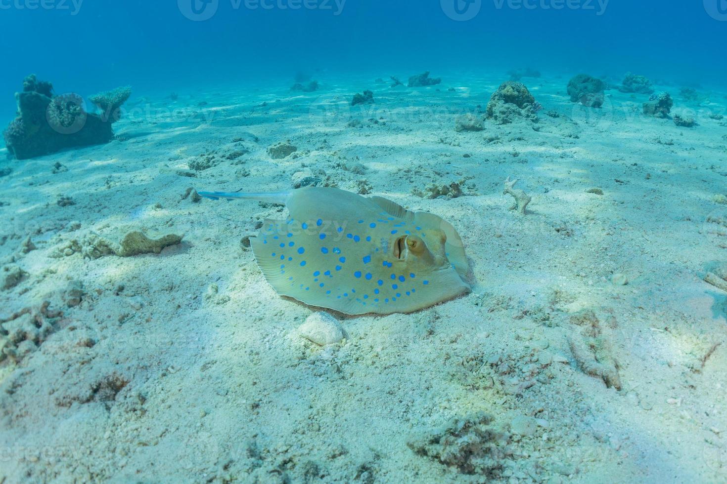 pastinaca maculata blu sul fondale del mar rosso foto