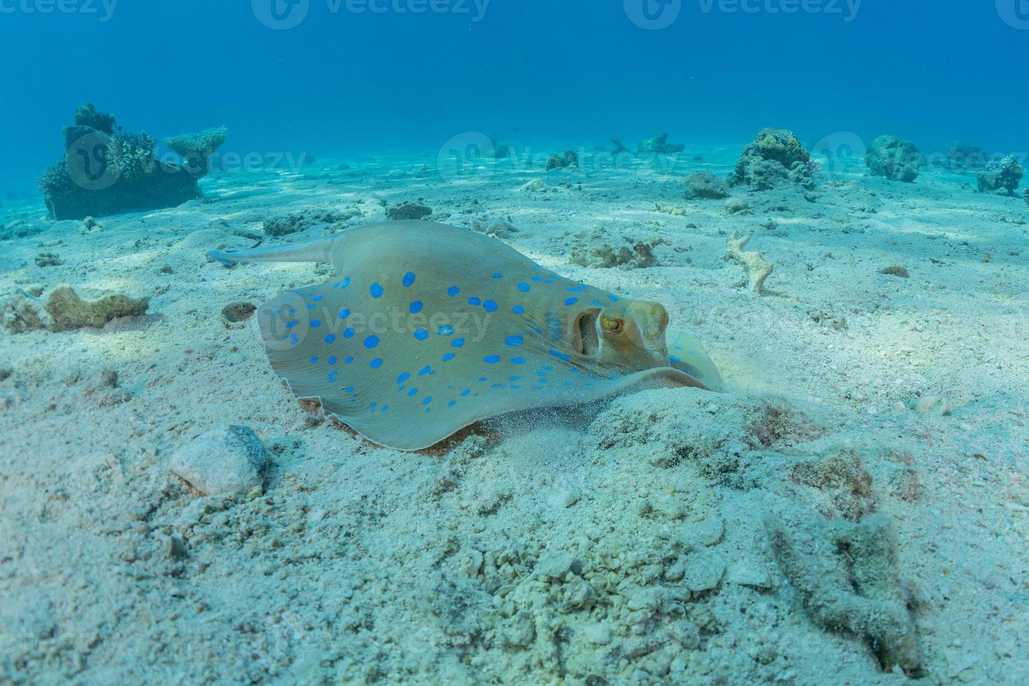 pastinaca maculata blu sul fondale del mar rosso foto