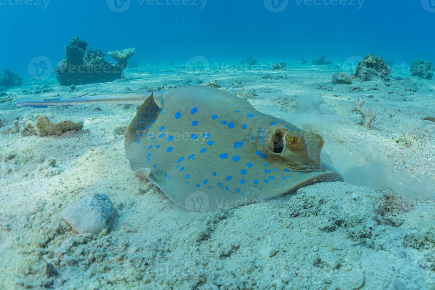 pastinaca maculata blu sul fondale del mar rosso foto