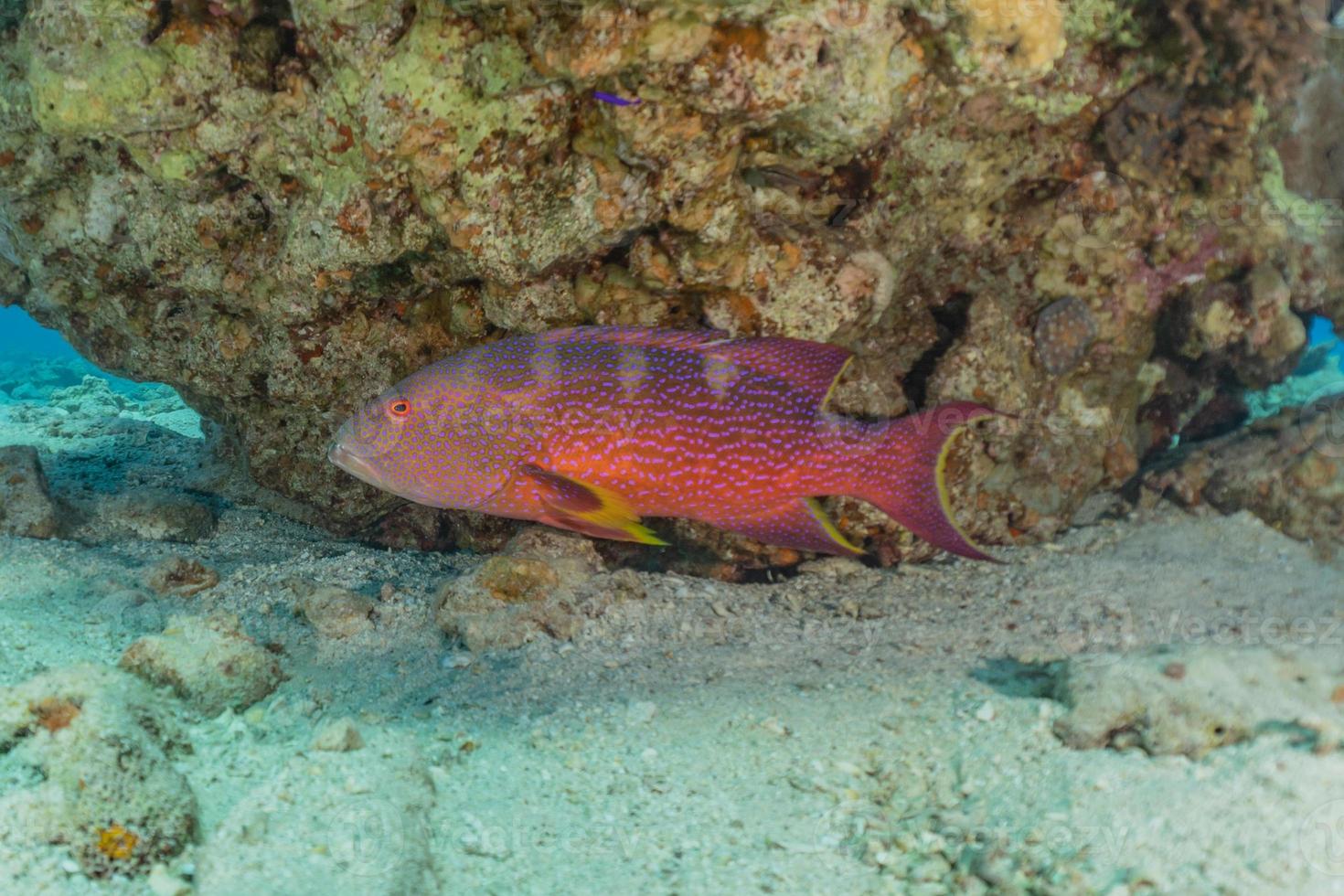 i pesci nuotano nel mar rosso, pesci colorati, eilat israele foto