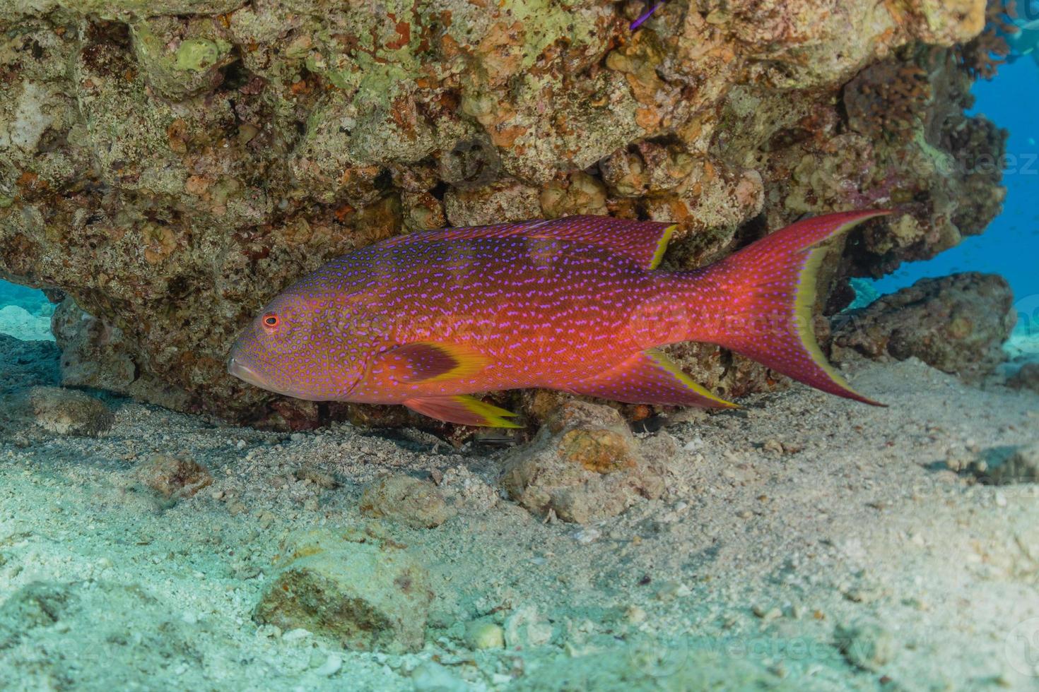 i pesci nuotano nel mar rosso, pesci colorati, eilat israele foto