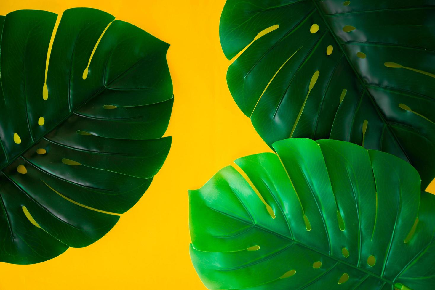 foglie di monstera tropicale verde su sfondo giallo brillante. layout di natura creativa fatta di foglie. arte di concetto. concetto di estate, sfondo di monstera tropicale. foto