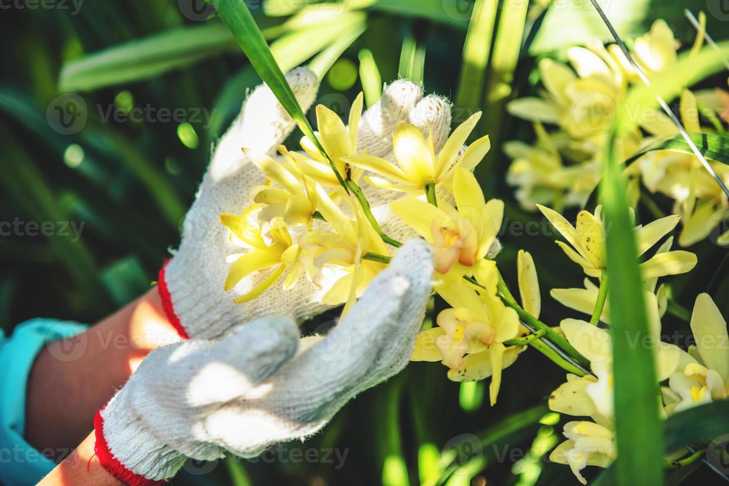 la giovane lavoratrice si prende cura del fiore dell'orchidea in giardino. orchidea cymbidium gialla. foto
