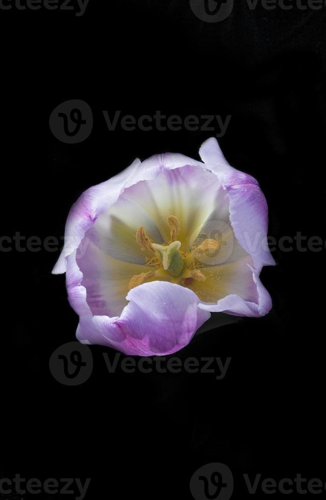 tulipano su sfondo nero foto