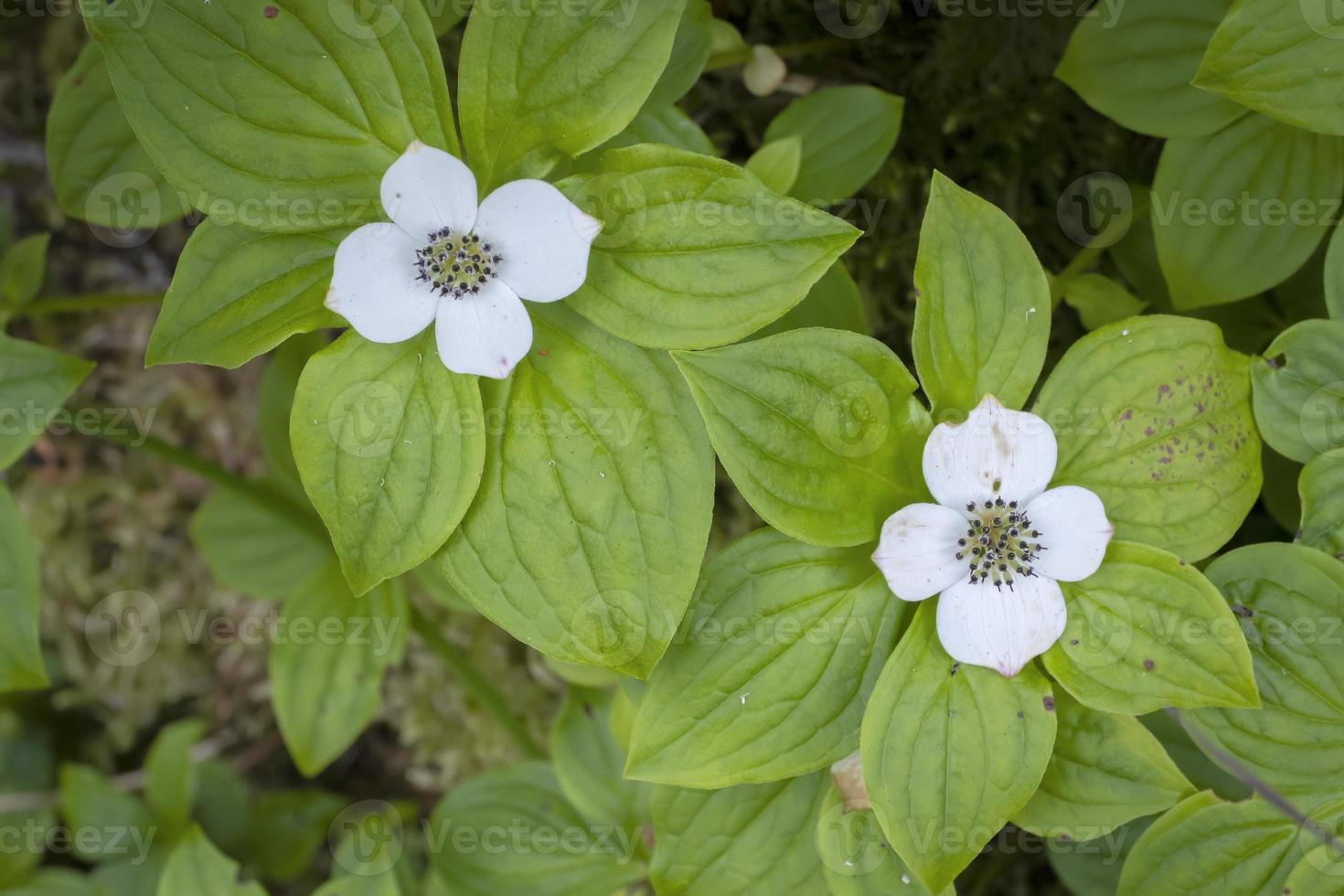 corniolo nano, foresta pluviale dell'Alaska foto