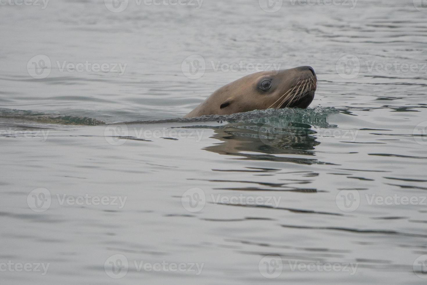 leoni marini di steller, isole iniane, alaska foto