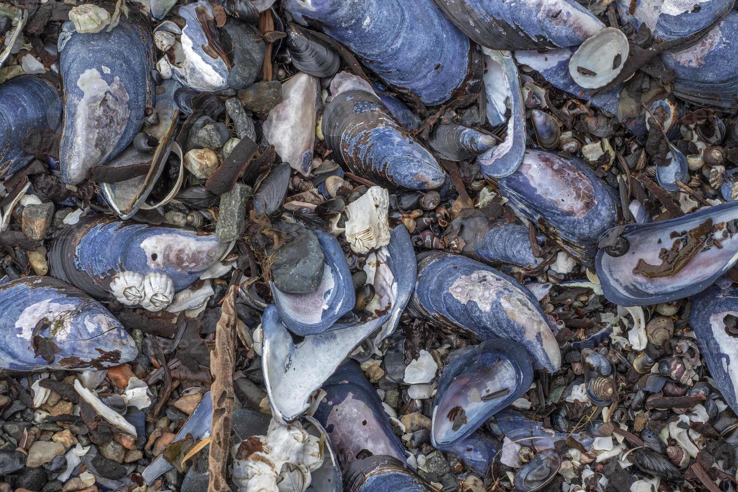 conchiglie di cozze sulla spiaggia dell'Alaska foto