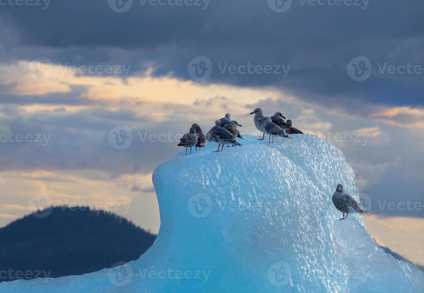 gabbiani su iceberg, passaggio di stephens, alaska foto